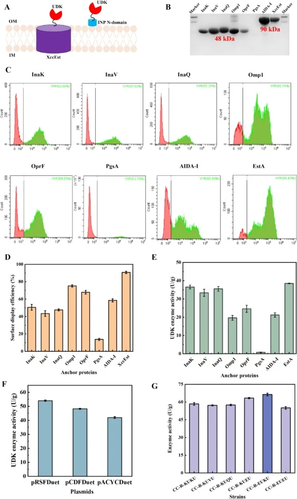 Construction and optimization of UDK surface display strains in CC. (A) Schematic diagram of UDK surface display design. (B) SDS-PAGE analysis of UDK expression in surface-display strains. (C–D) Flow-cytometry assessment of surface-display efficiency across different anchoring strategies (green, ant