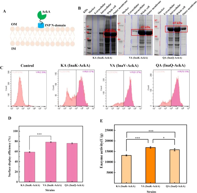 Construction and optimization of AckA surface display strains in CC. (A) Schematic diagram of AckA surface display design. (B) SDS-PAGE analysis of AckA expression in surface-display strains. (C–D) Flow-cytometry assessment of surface-display efficiency across different anchoring strategies. (E) Spe