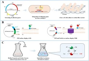 Engineering Escherichia coli cell Factories for continuous 5