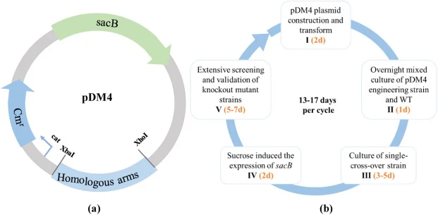 (a) pDM4质粒图谱及(b)pDM4迭代基因组编辑流程示意图