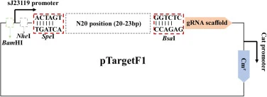 修饰后的pTargetF1质粒信息。