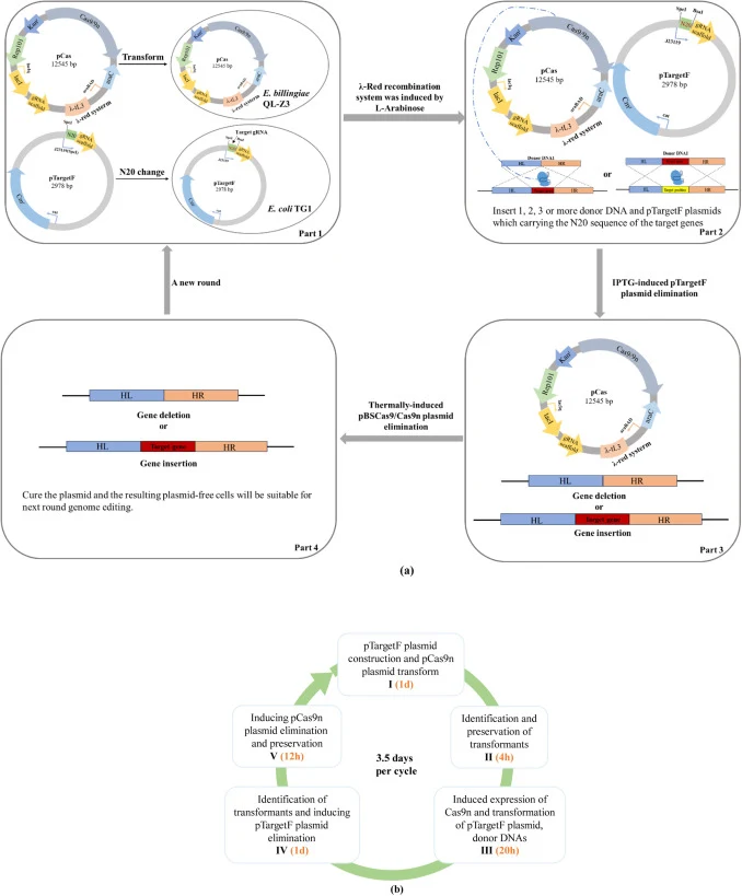 (a) CRISPR/Cas9n介导的多木质素降解基因编辑系统;(b) CRISPR/Cas9n迭代基因组编辑流程示意图。