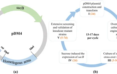 利用CRISPR/Cas9切口酶在菠萝泛菌QL-Z3中