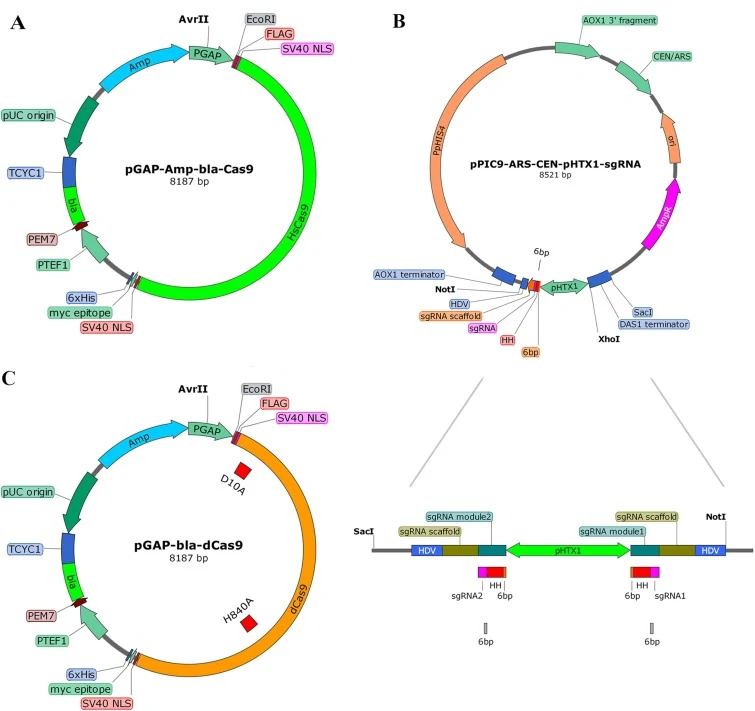 用于毕赤酵母基因组编辑的CRISPR/Cas9系统设计。(A) pGAP-Amp-Bla-Cas9的示意概览。(B) pPIC9-ARS/CEN-pHTX1-sgRNA的示意概览。sgRNA模块由双向启动子PHTX1控制。ARS/CEN确保sgRNA在引物阶段稳定存在。T