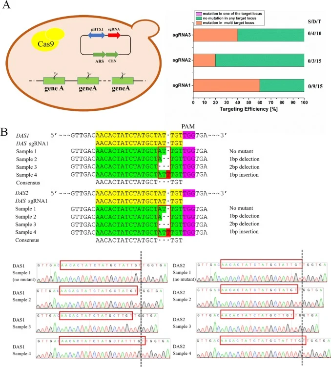 High editing efficiency for multicopy genes in P. pastoris. (A) The Schematic overview and editing efficiency of multicopy genes. We regarded the identical sequence as the multicopy target gene, and a single sgRNA was designed. At least 10 colonies were chosen to ensure the stability of the CRISPR/C