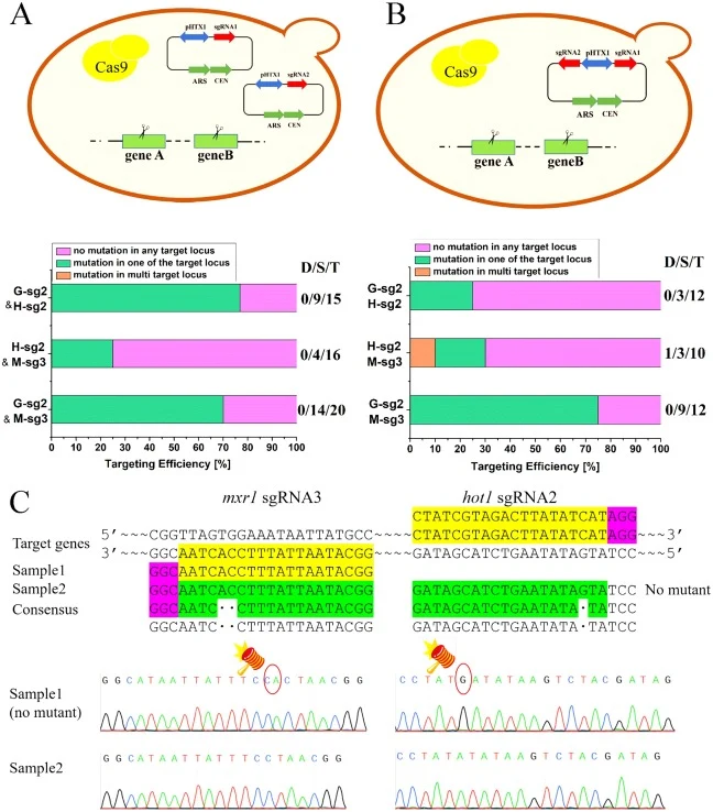 The editing efficiency for multigene in P. pastoris. (A) The schematic overview and editing efficiency of multigene through co-transformation. GS115-Cas9 was transformed with a mixture of 3 μg of plasmid 1 harboring the sgRNA1 module and 3 μg of plasmid 2 harboring the sgRNA2 module. (B) The schemat