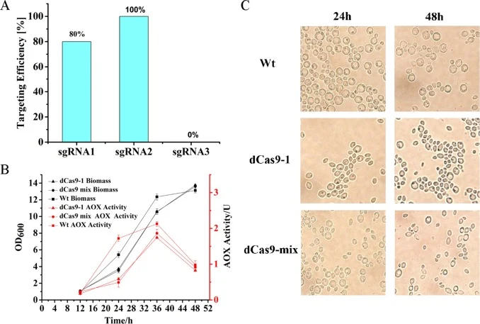 CRISPRi在毕赤酵母中的应用。(A) 使用CRISPR/Cas9系统对PAOX1的编辑效率。(B) Wt (GS115-dCas9)、dCas9-1和dCas9-mix的生长及AOX活性。将靶向PAOX1基因的sgRNA2质粒转化至GS115-dCas9中,然后涂布于MD平板上。