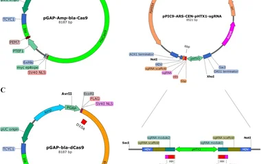 CRISPR/Cas9基因组编辑系统