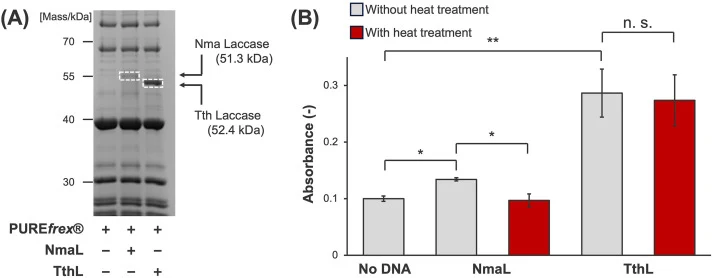 Expression of active and thermostable laccases using CFPS. (A) SDS-PAGE analysis of apo-NmaL and apo-TthL expressed by CFPS. (B) Catalytic activity of each laccase toward ABTS. The gray bars indicate the activity of holo-laccases without heat treatment, whereas the red bars represent the activity of