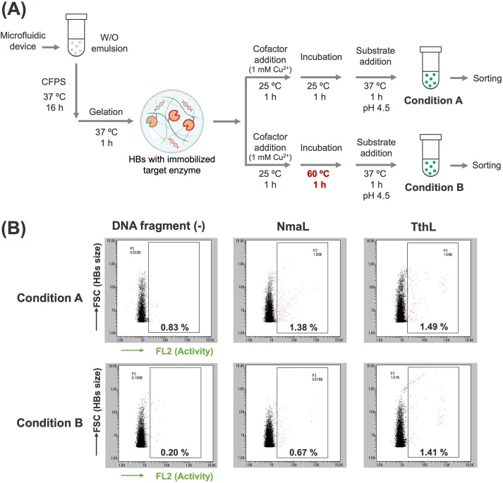 Fluorescence staining of laccase activity and thermostability in HBs. (A) Workflow of the heat treatment experiments using HBs. After preparing emulsions containing CFPS reagents, each laccase gene, and the gel matrix, samples were incubated and treated with hydrogen peroxide to form HBs with the ta