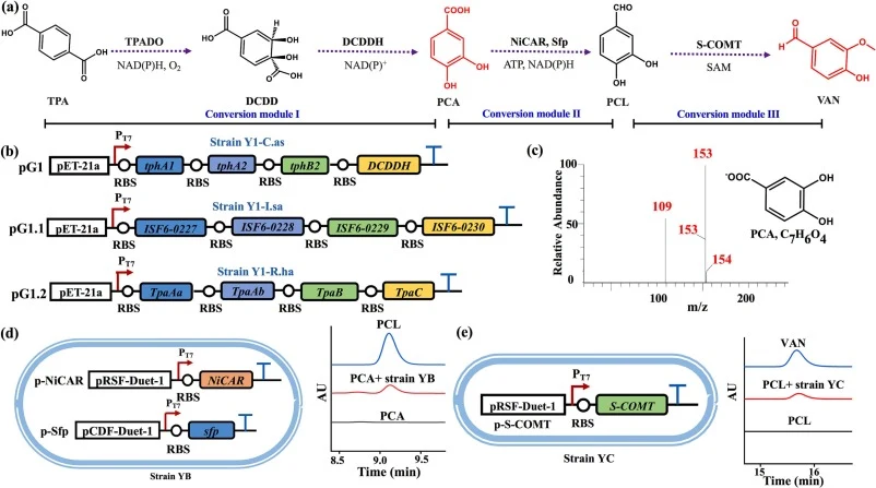 Design and verification of E. coli modules for TPA to VAN conversion. (a) Schematic of TPA to VAN conversion pathway. (b) Screening of enzymes for conversion module I. (c) Verification of PCA production by strain Y1-C.as after 26 h of incubation at 30 °C using TPA. (d) Verification of module II for