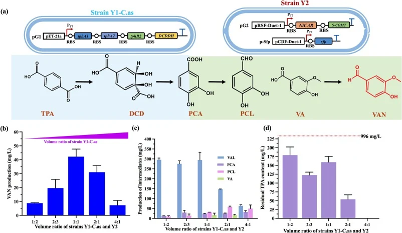 双微生物系统中的VAN转化。(a) 构建TPA至VAN的双微生物系统。菌株Y1-C.as(TPA至PCA):过表达TPADO和DCDDH。菌株Y2(PCA至VAN):过表达NiCAR、S-COMT和Sfp。不同体积的菌株Y1-C.as、Y2的作用。
