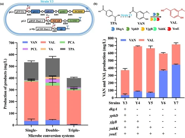 VAN production using strain Y3 and its gene knockout strains. (a) Comparison of VAN production using different systems. The single-microbe system composed of strain Y3. Double-microbe system composed of strain Y1-C.as and Y2 at volume ratios of 1:1. Triple-microbe system composed of strain Y1-C.as,