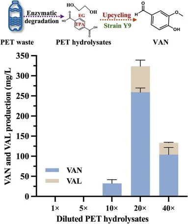 利用菌株Y9将PET瓶转化为VAN