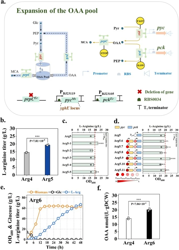Regulation of the intracellular oxaloacetate pool. (a) Expansion of the oxaloacetate pool. (b) Shake-flask fermentation evaluation of strains Arg4 and Arg5. (c) Shake-flask fermentation evaluation of pyruvate carboxylases from different sources. (d) Shake-flask fermentation evaluation of combinatori