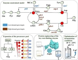 Metabolic flux reprogramming and protein engineering drive e
