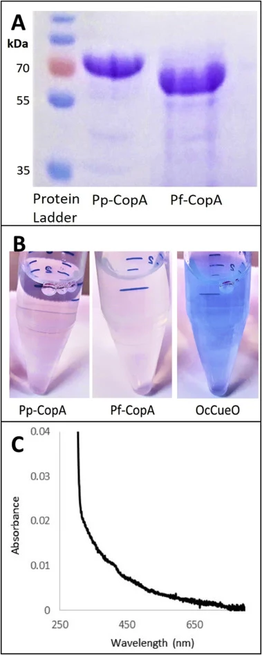 CopA protein expression and copper content characterization. (A) SDS-Gel for the purified recombinant proteins Pp-CopA and Pf-CopA. (B) Purified proteins colour comparison of Pp-CopA, Pf-CopA and the blue bacterial laccase OcCueO [23]. UV–Visible absorption spectra of purified recombinant Pp-CopA (0