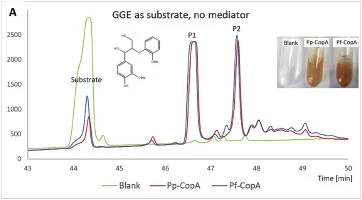 Characterization of multicopper oxidase CopA from Pseudomona