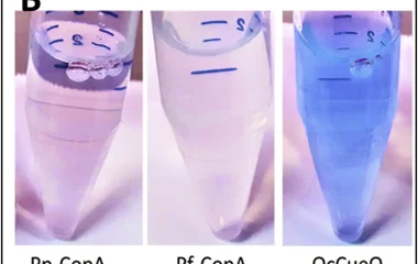 多铜氧化酶CopA参与细菌木质素氧化的表征