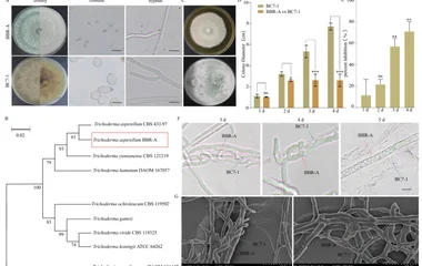 Trichoderma asperellum Suppresses Gray Mold Caused by Botrytis cinerea and Enhan