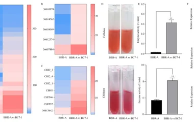 Trichoderma asperellum Suppresses Gray Mold Caused by Botrytis cinerea and Enhan