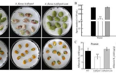 Aflrpn4 Represents a Promising Target for Mitigating Aspergillus flavus Growth a