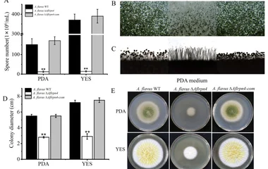 Aflrpn4 Represents a Promising Target for Mitigating Aspergillus flavus Growth a
