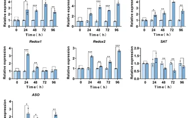 Relative mRNA levels of MIA pathway genes in hairy roots following induction of GS and CS overexpression with 3 μM dexam