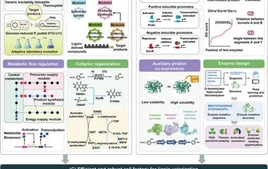 The design principles and enzyme engineering strategies for constructing microbial cell factories capable of lignin conv
