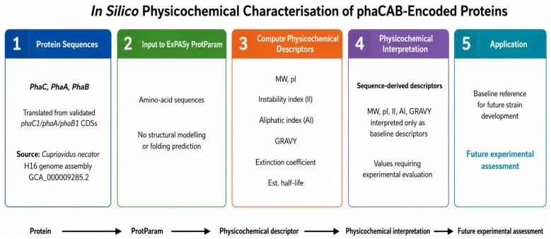 针对phaCAB编码蛋白的计算机理化特性表征流程。使用ExPASy ProtParam分析C. necator中已验证的PhaC、PhaA和PhaB氨基酸序列,计算分子量、理论等电点、不稳定指数、脂肪族指数、GRAVY、消光系数和估计半衰期。这些输出仅作为基于序列的基线理化描述符,不预测蛋白质折叠、溶解度、催化活性、表达性能或宿主相容性。估计半衰期为大肠杆菌体内值。