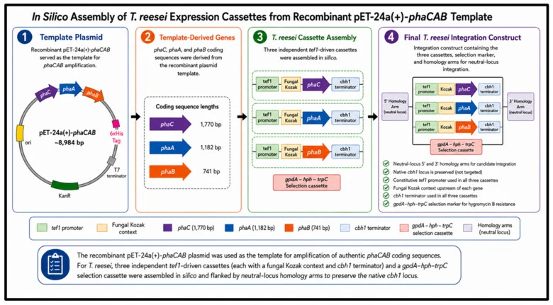 In silico assembly of the host-specific T. reesei expression construct (TrePHB3 integration construct). The native phaC (1770 bp), phaA (1182 bp) and phaB (741 bp) coding sequences were incorporated into three independent tef1 -driven cassettes, each containing a fungal Kozak context and a cbh1 term