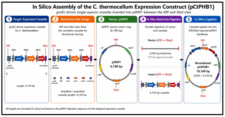 In silico assembly of the C. thermocellum expression construct (pCtPHB1). The groEL –RBS1- phaC –RBS2-phaA–RBS3-phaB–terminator expression cassette (4143 bp) was assembled in silico and inserted between the KflI and XbaI sites of the 6198 bp pIKM1 backbone (Addgene depositor sequence), which retains