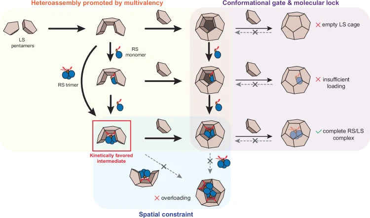 Left panel (orange): Heteroassembly promoted by multivalency. RS trimers display three CLS peptides and early-stage LS cages present multiple pre-C3 sites, enabling multivalent binding that kinetically favors RS-trimer-bound intermediates (downward pathway) over monomer-bound forms (middle pathway) 
