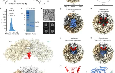 维生素B2生物合成区室中酶化学计量封装的分子基础
