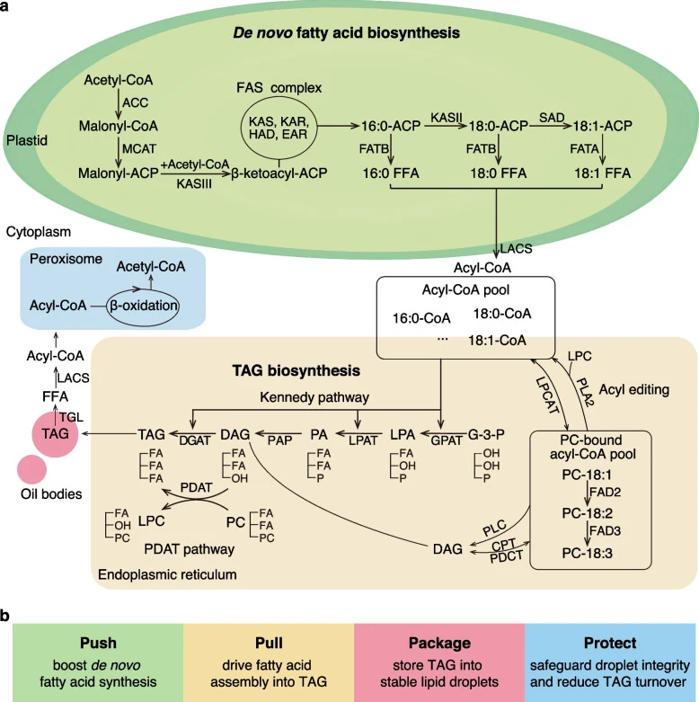 Overview of de novo FA and TAG biosynthesis pathways in seeds and strategies for lipid improvements. a Plants FA and TAG biosynthesis pathways. De novo FA biosynthesis occurs in the plastid and forms cytoplasmic acyl-CoA pool, after leaving the plastid and being added to CoA by LACS. TAG biosynthesi