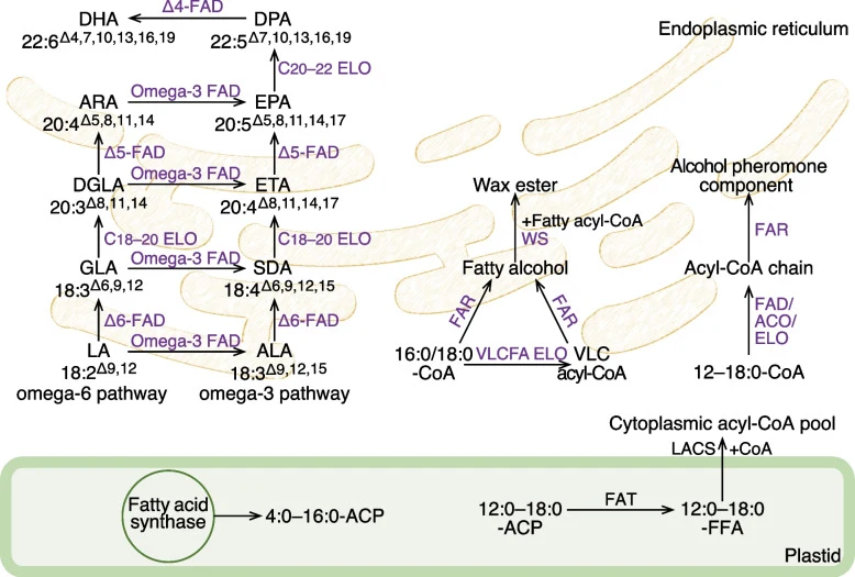 Metabolic engineering synthesis routes of PUFAs (EPA and DHA), wax esters, and type I sex pheromones in plants. Following synthesis in the plastid, FFAs are transported to cytoplasm and activated to acyl-CoA. The cytoplasmic acyl-CoA pool serves as substrates for heterologous lipid synthesis. PUFAs: