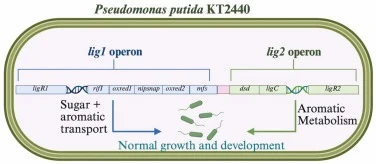 恶臭假单胞菌KT2440的lig1和lig2操纵子的基因组组织。植物根际图示,根际栖息着多样的微生物群落,包括恶臭假单胞菌KT2440(以绿色表示)。根际中的微生物竞争根系分泌物中的化合物,如糖类,或