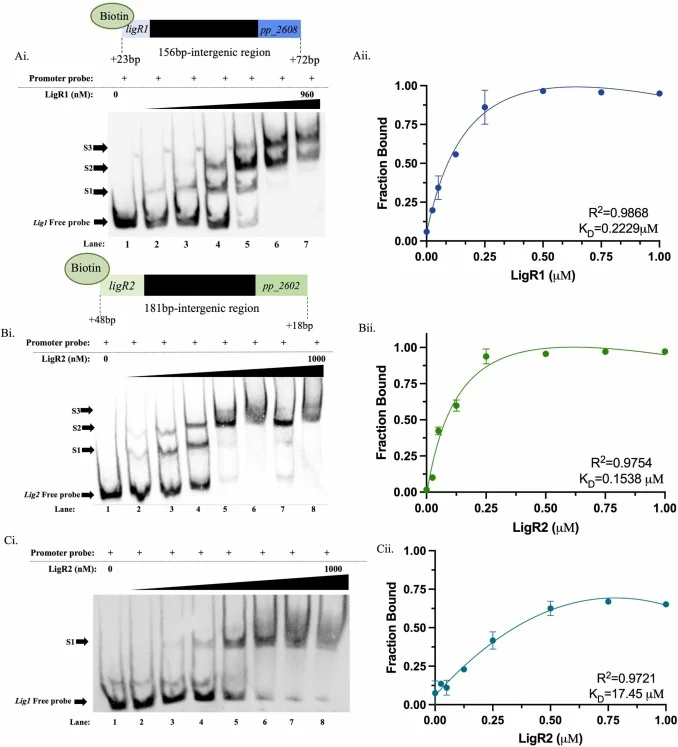 EMSA analyses of LigR1 and LigR2 binding to the lig1 and lig2 intergenic regions. Ai) Schematic of the 251 bp biotinylated lig1 DNA probe, encompassing the intergenic region between ligR1 (+23 bp relative to the translation start site) and rifI (+72 bp). A biotin label was added to the 5’ end for de