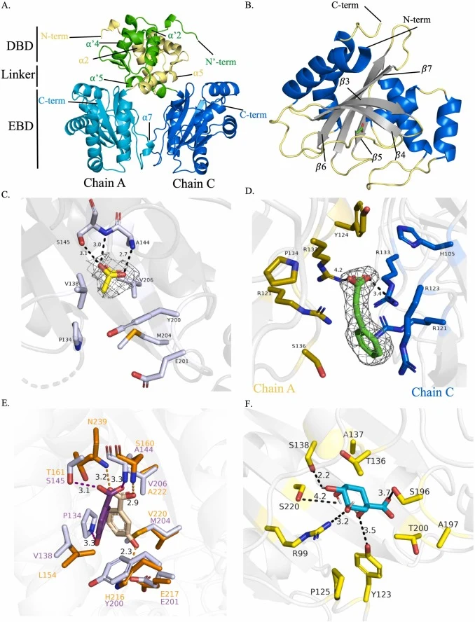Overview of the LigR1 (PDB ID: 9E6A) crystal structure and LigR2 AlphaFold model. A) Dimerization interface between LigR1 protomers at their DBDs. Chain A (yellow) and Chain C (green) DBDs interact at the ɑ2, ɑ4, ɑ5 helices of the DNA binding domain (DBD) helix-turn-helix (HTH) motif. Additional con