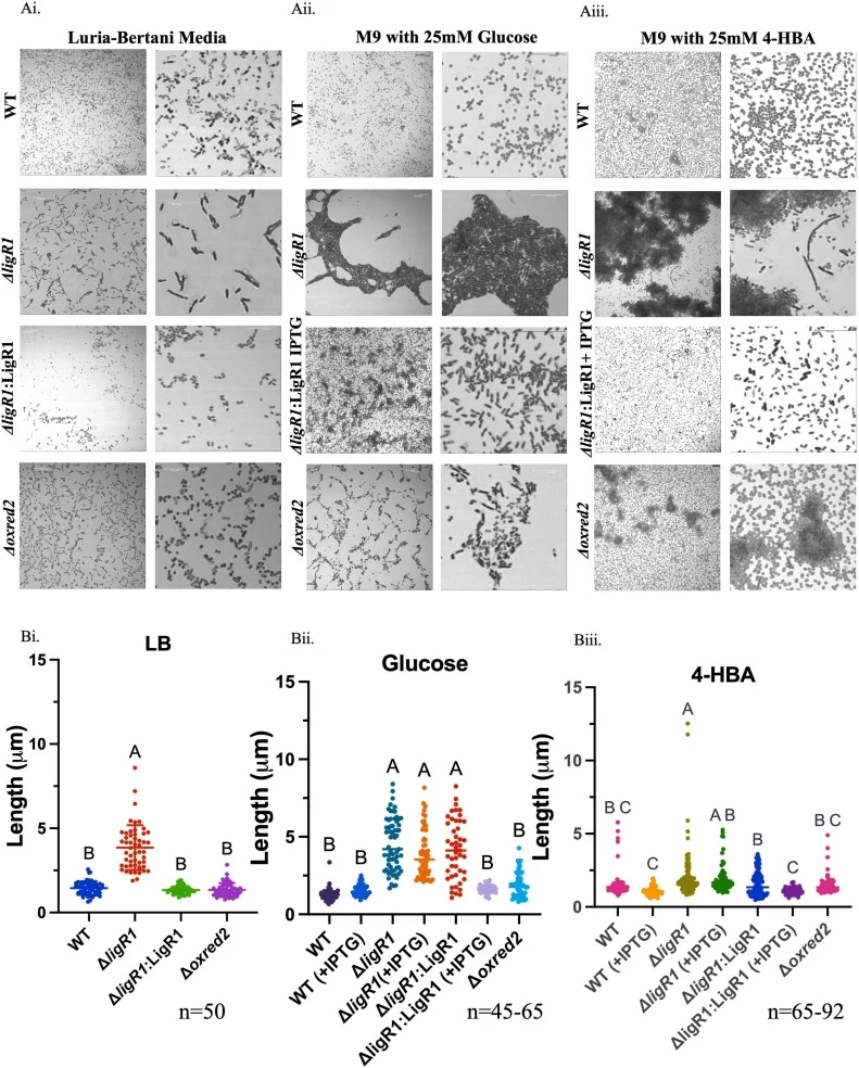 Phenotypic analysis of P. putida KT2440 using brightfield confocal microscopy. Ai) WT, ΔligR1, ΔligR1:LigR1, and Δoxred2 cells were grown in LB statically for 24hrs in sterile petri dishes at 30°C containing glass coverslips. The glass coverslips were stained with 1 % crystal violet and imaged using