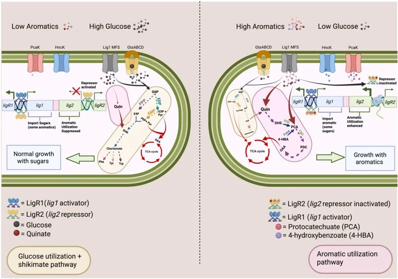 Model of LigR1 and LigR2 mediated regulation in P. putida KT2440. Left) Under low aromatics and high glucose, LigR1 and LigR2 activate expression of the lig1 operon to facilitate import of glucose and some aromatics using the Lig1 MFS transporter (grey). LigR2 also binds to the lig2 operon and repre