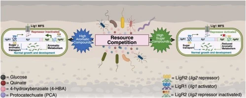 The interplay between glucose and aromatic compound regulati