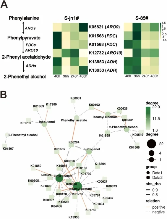(A) Different expressions of structural genes in 2-phenethyl alcohol biosynthesis pathway, (B) Correlation network diagram. Pearson correlation analysis of 94 DEGs (DEGs involved in higher alcohols and acetate esters metabolic pathways) and 7 compounds (4 higher alcohols and 3 acetate esters), and d