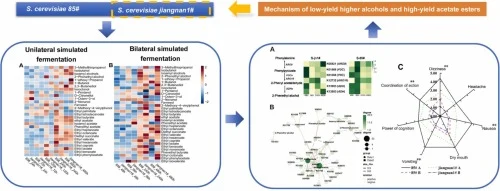 Optimizing Huangjiu fermentation for enhanced aroma: Insight