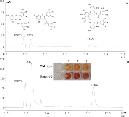Bmtyrc-3突变体与野生型Bmtyrc催化合成茶黄素-3,3ʹ-双没食子酸酯(TFDG)的分析与检测结果。“1”为不含酶溶液的阴性对照;“2”“3”“4”分别代表EGCG/ECG的摩尔比(1:1、2:1和3:1)。HPLC检测。