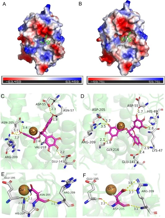 Structure and substrate [(-)-epigallocatechin gallate (EGCG)] docking analysis of wild-type and Bacillus megaterium (Bmtyrc-3). A: Electrostatic protein surface of Bmtyrc; B: Electrostatic protein surface of Bmtyrc-3. Color description of protein surface potential: positive amino acids (blue), uncha