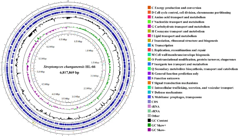 Streptomyces changanensis HL-66的基因组图谱。