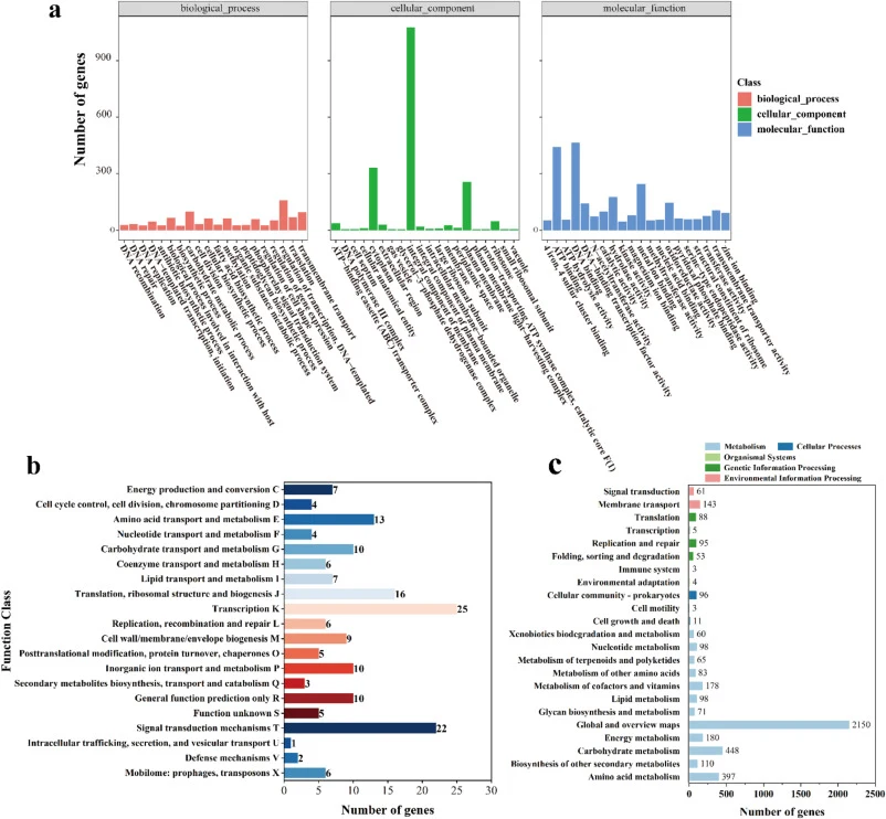 Streptomyces changanensis HL-66基因组功能注释。基因本体论(GO)功能分类图(a);直系同源簇(COG)功能分类(b);以及京都基因与基因组百科全书(KEGG)代谢通路二级分类(c)。