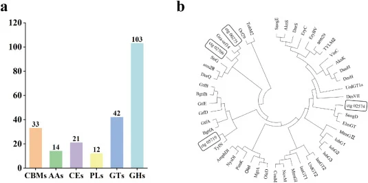 Distribution and phylogenetic analysis of carbohydrate-active enzymes in Streptomyces changanensis HL-66. Genomic distribution of five classes of carbohydrate-active enzymes in HL-66 genome, including carbohydrate-binding modules (CBMs), auxiliary activities (AAs), carbohydrate esterases (CEs), poly