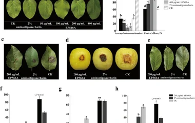 链霉菌HL-66全基因组解析揭示EPS66A生物合成调控机制